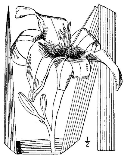 drawing of Hemerocallis fulva, Orange Daylily, Tawny Daylily, Roadside Daylily