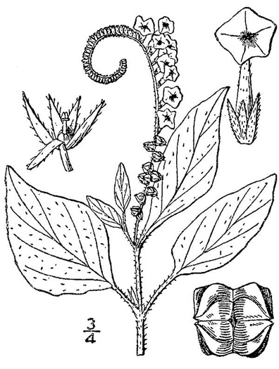 drawing of Heliotropium indicum, Indian Heliotrope, Turnsole