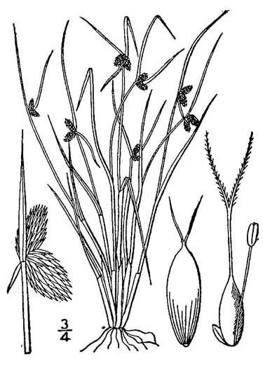 image of Cyperus subsquarrosus, Smallflower Halfchaff