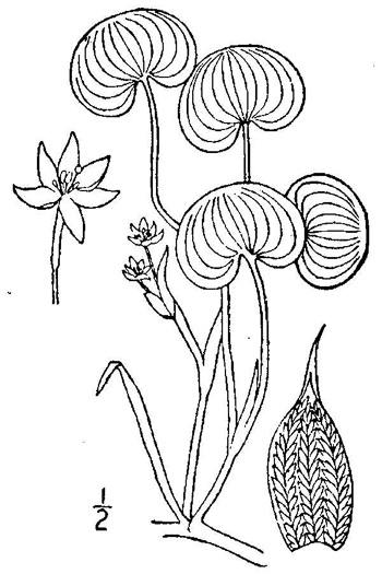 image of Heteranthera reniformis, Kidneyleaf Mud Plantain