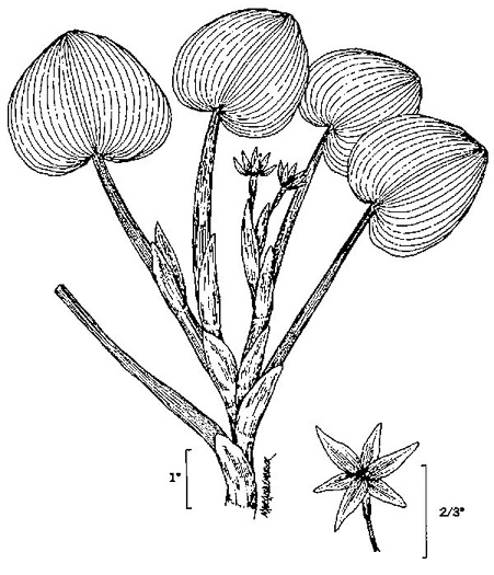 image of Heteranthera reniformis, Kidneyleaf Mud Plantain