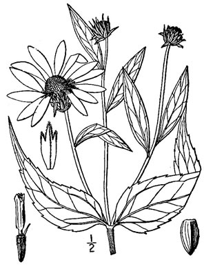 drawing of Helianthus strumosus, Roughleaf Sunflower, Paleleaf Woodland Sunflower, Paleleaf Sunflower