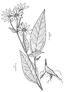 image of Helianthus tuberosus, Jerusalem Artichoke