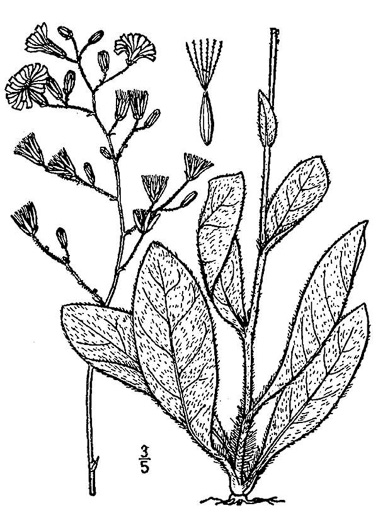 drawing of Hieracium gronovii, Hairy Hawkweed, Beaked Hawkweed