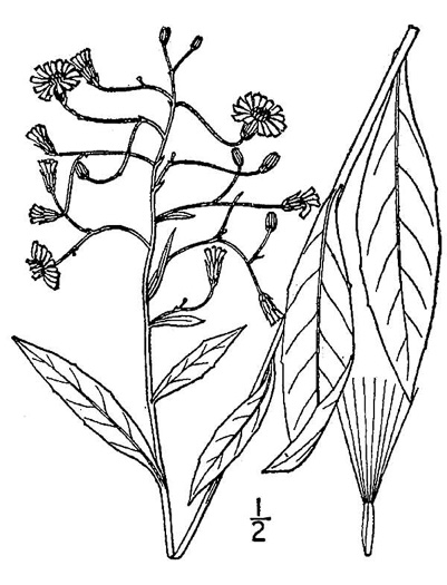 drawing of Hieracium paniculatum, Leafy Hawkweed, Panicled Hawkweed, Allegheny Hawkweed