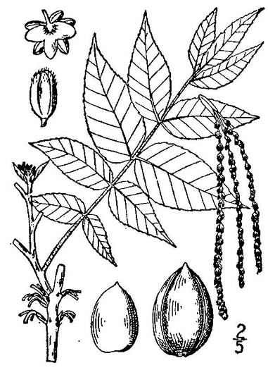 image of Carya illinoinensis, Pecan