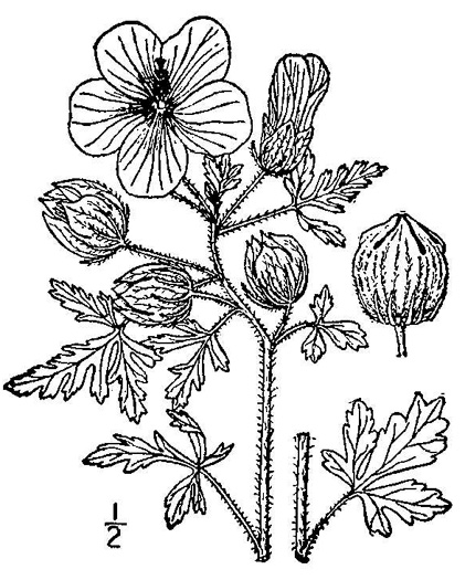 drawing of Hibiscus trionum, Flower-of-an-hour