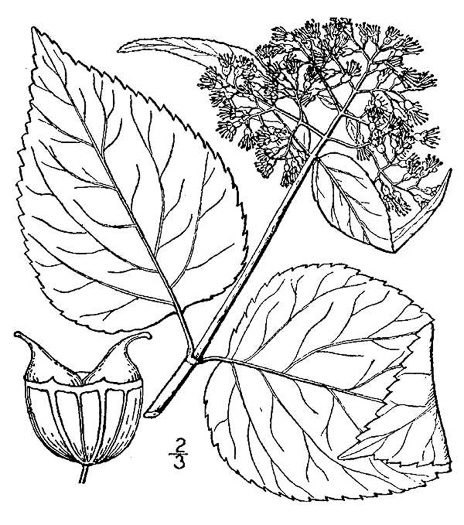 drawing of Hydrangea arborescens, Smooth Hydrangea, Sevenbark, Northern Wild Hydrangea