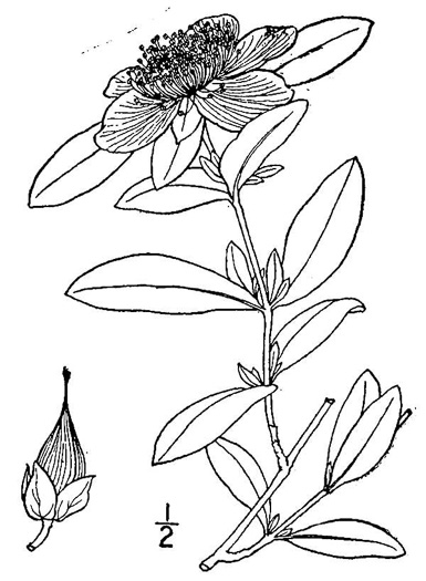 image of Hypericum frondosum, Golden St. Johnswort