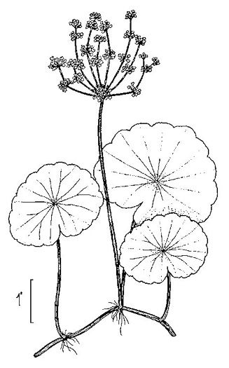 drawing of Hydrocotyle bonariensis, Dune Pennywort, Seaside Pennywort, Dune Water-pennywort, Largeleaf Pennywort