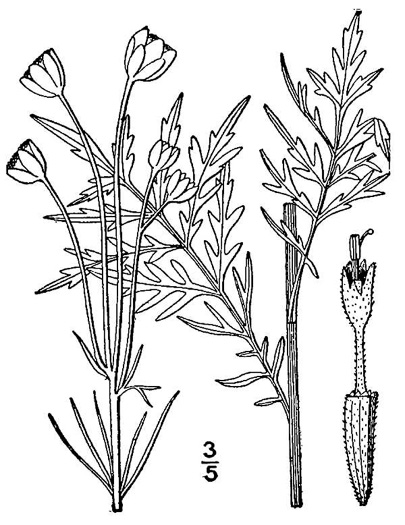 image of Hymenopappus scabiosaeus var. scabiosaeus, Woolly-white