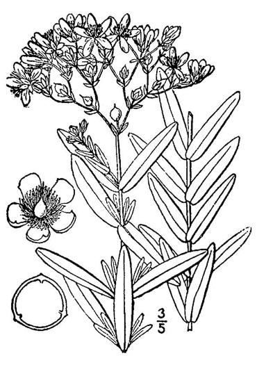 image of Hypericum cistifolium, Roundpod St. Johnswort