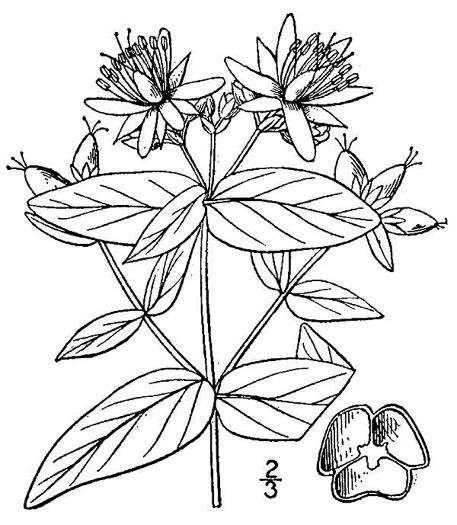 image of Hypericum graveolens, Mountain St. Johnswort