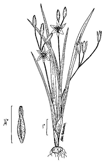drawing of Hypoxis hirsuta, Yellow Stargrass, Hairy Yellow Stargrass, Common Stargrass, Upland Stargrass