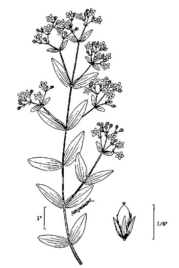 drawing of Hypericum mutilum var. mutilum, Common Dwarf St. Johnswort