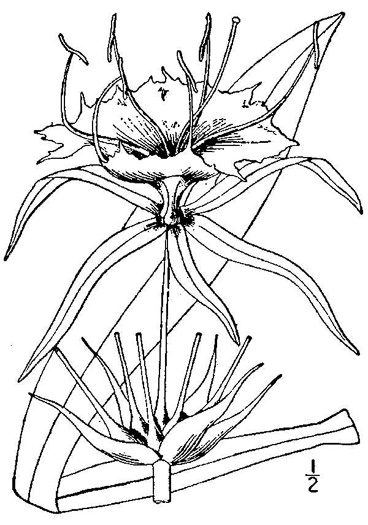 image of Hymenocallis occidentalis var. occidentalis, Hammock Spiderlily, Woodland Spiderlily, Northern Spiderlily
