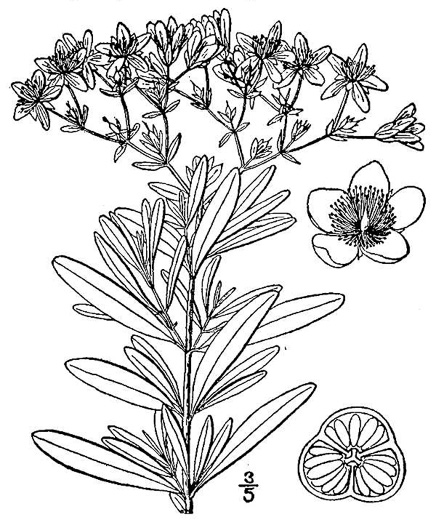 drawing of Hypericum prolificum, Shrubby St. Johnswort