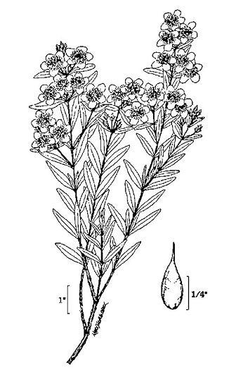 image of Hypericum prolificum, Shrubby St. Johnswort