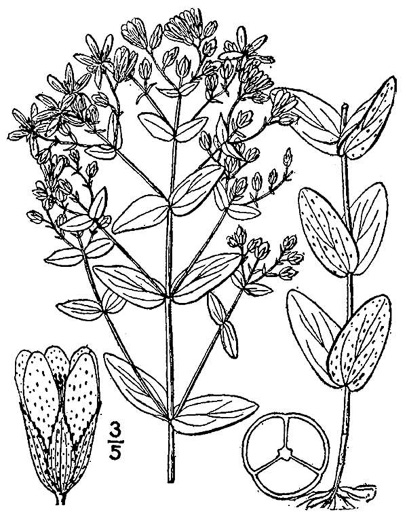 image of Hypericum punctatum, Spotted St. Johnswort