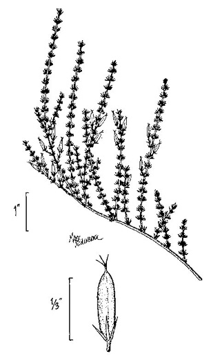 drawing of Hypericum tenuifolium, Sandhill St. Johnswort, Atlantic St. Johnswort