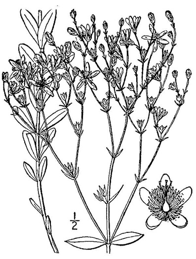 image of Hypericum virgatum, Strict St. Johnswort, Sharpleaf St. Johnswort