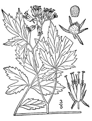 image of Hydrophyllum virginianum, Virginia Waterleaf, Eastern Waterfleaf