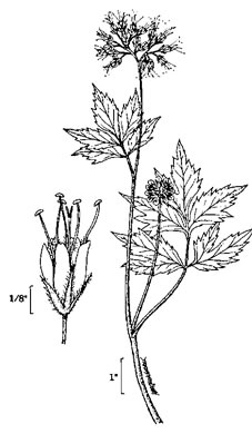 image of Hydrophyllum virginianum, Virginia Waterleaf, Eastern Waterfleaf