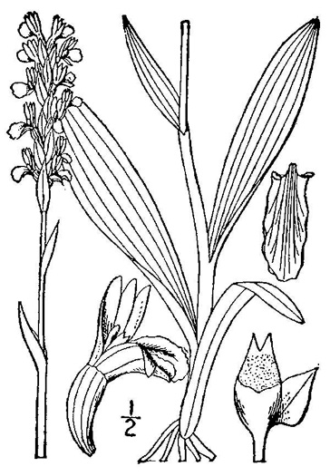 drawing of Spiranthes lucida, Shining Ladies'-tresses