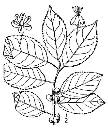 drawing of Ilex verticillata, Downy Winterberry, "Black Alder"