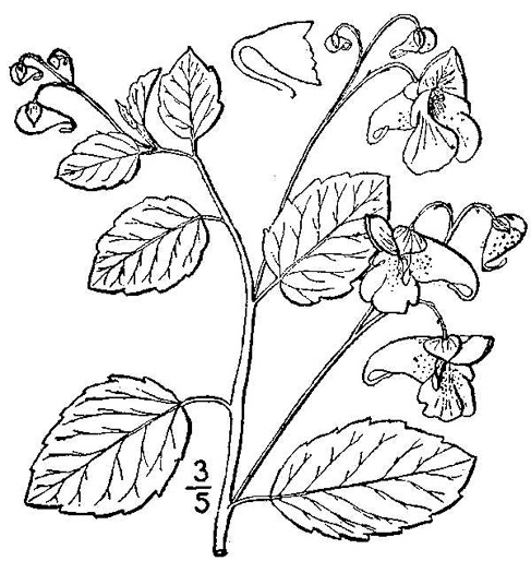 drawing of Impatiens capensis, Spotted Jewelweed, Spotted Touch-me-not, Orange Jewelweed, Orange Touch-me-not