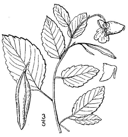 drawing of Impatiens pallida, Pale Jewelweed, Pale Touch-me-not, Yellow Jewelweed, Yellow Touch-me-not