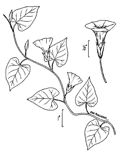 image of Ipomoea lacunosa, Small White Morning Glory, Small-flowered Morning Glory, Whitestar