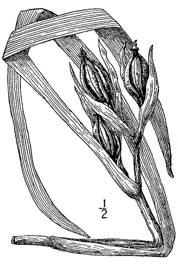 image of Iris brevicaulis, Short-stem Iris, Lamance Iris, Zigzag Iris