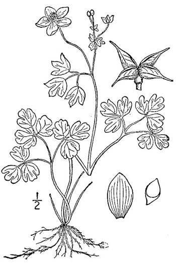 image of Enemion biternatum, False Rue-anemone, Isopyrum
