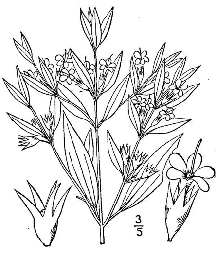 drawing of Trichostema brachiatum, Glade Blue Curls, False Pennyroyal, Fluxweed