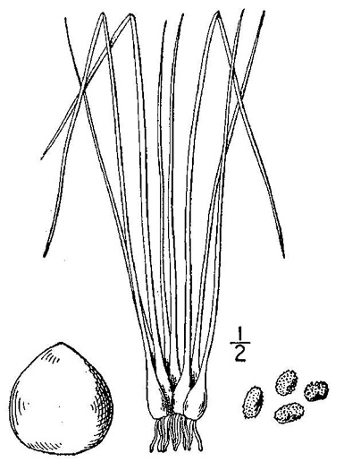 drawing of Isoetes melanopoda ssp. melanopoda, Blackfoot Quillwort