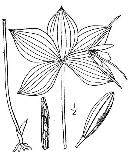 drawing of Isotria verticillata, Large Whorled Pogonia, Large Five-leaves