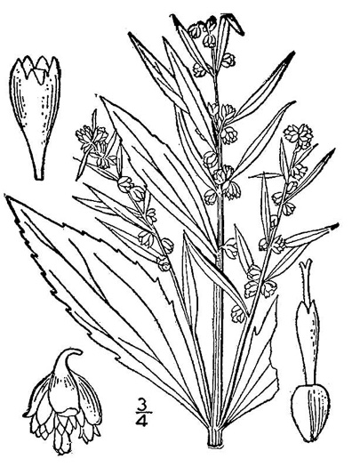 image of Iva frutescens var. oraria, Northern Maritime Marsh-elder