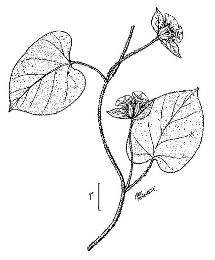 image of Jacquemontia tamnifolia, Jacquemontia, Smallflower Morning Glory, Hairy Clustervine, Tie Vine