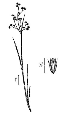drawing of Juncus acuminatus, Tapertip Rush