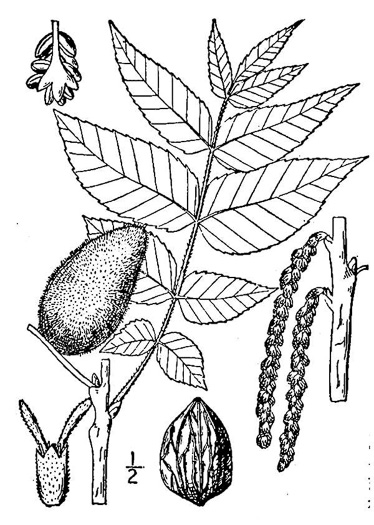 image of Juglans cinerea, Butternut, White Walnut