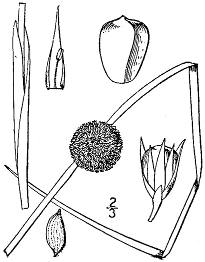 drawing of Juncus effusus ssp. solutus, Soft Rush, Common Rush