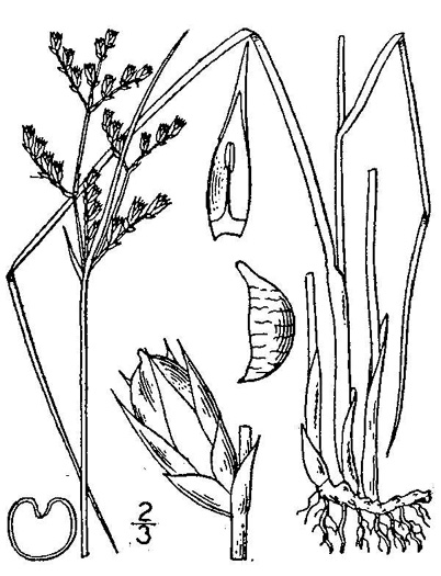drawing of Juncus dichotomus, Forked Rush