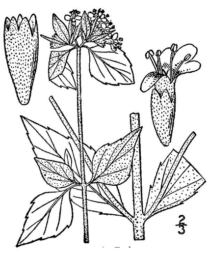 image of Pycnanthemum albescens, Whiteleaf Mountain-mint, White Mountain-mint