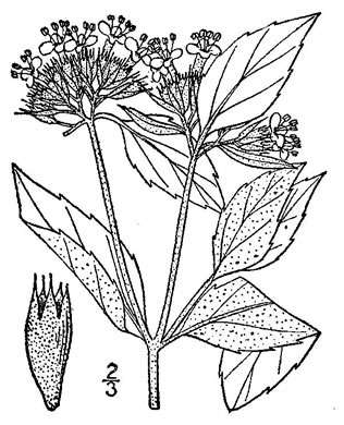 image of Pycnanthemum incanum +, Hoary Mountain-mint, White Mountain-mint