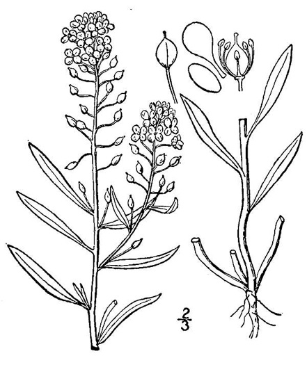 image of Lobularia maritima, Sweet Alyssum, Seet Alison