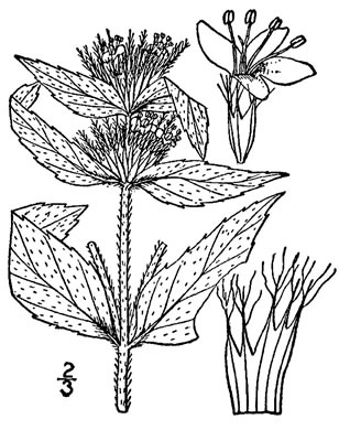 image of Pycnanthemum pycnanthemoides var. pycnanthemoides, Woodland Mountain-mint, Southern Mountain-mint