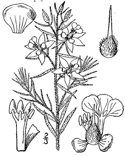 drawing of Krameria lanceolata, Trailing Ratany, Sandspur, Spreading Ratanay, trailing krameria