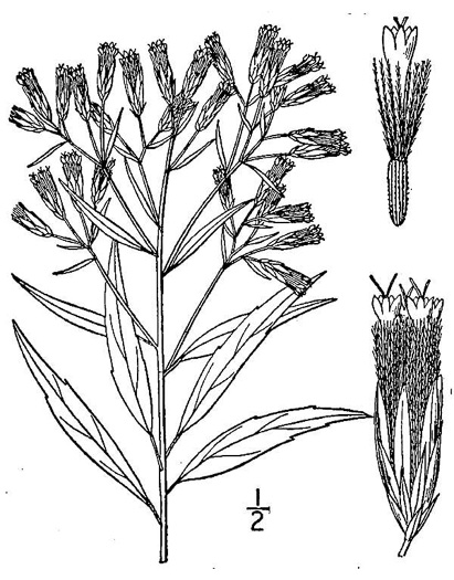 image of Brickellia eupatorioides, Eastern False-boneset, Eastern False-eupatorium, Eastern Kuhnia