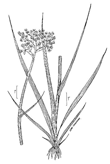 drawing of Lachnanthes caroliniana, Carolina Redroot